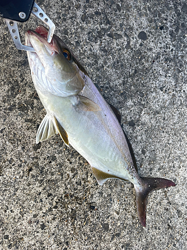 ショゴの釣果