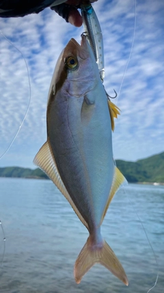 シオの釣果