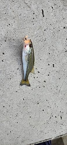 ブラックバスの釣果