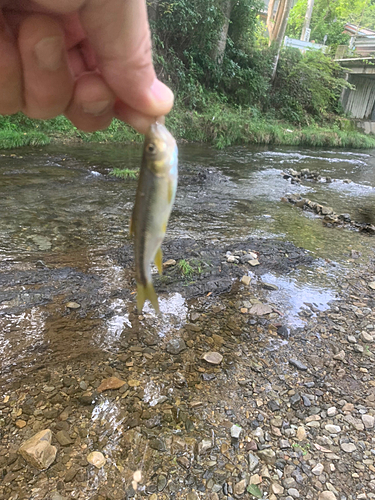 カワムツの釣果