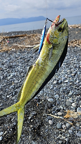 シイラの釣果