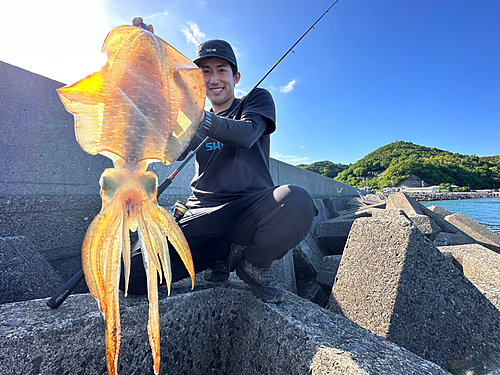 アオリイカの釣果