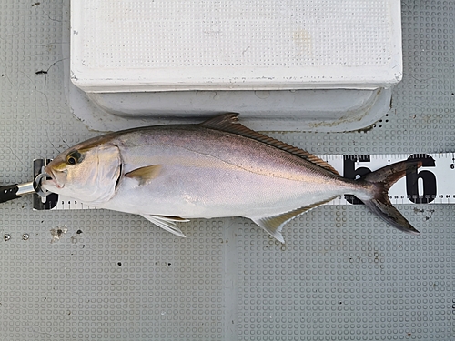 カンパチの釣果