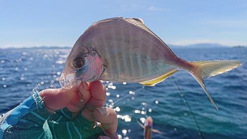 カイワリの釣果