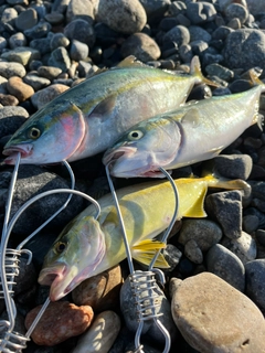 ツバイソの釣果