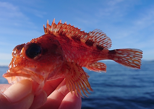 アラカブの釣果