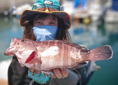 マハタの釣果