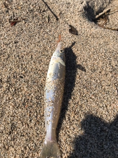 キスの釣果