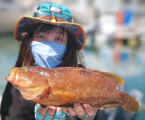 アコウの釣果