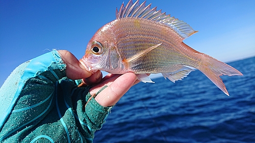 マダイの釣果