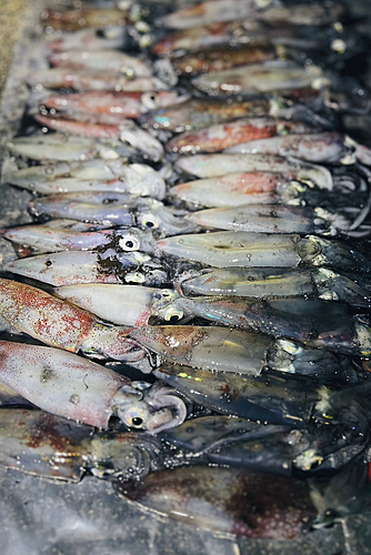 ケンサキイカの釣果