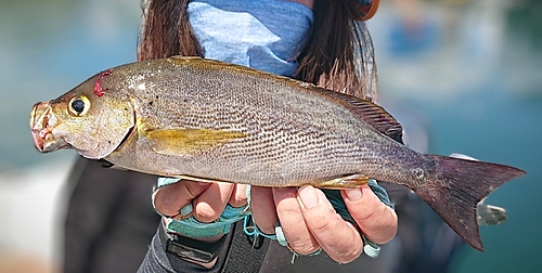 イサキの釣果