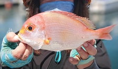 レンコダイの釣果