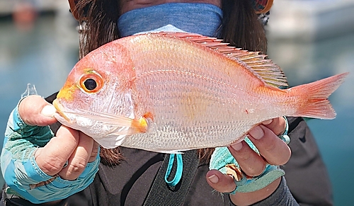 レンコダイの釣果