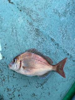 チダイの釣果