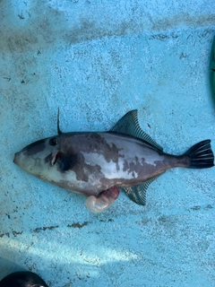 ウマヅラハギの釣果