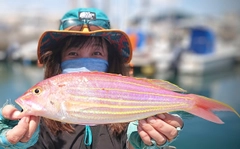 イトヨリダイの釣果