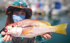 ハマイサキの釣果