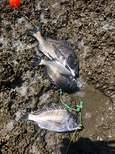 チヌの釣果