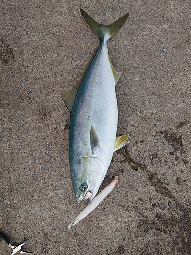 イナダの釣果