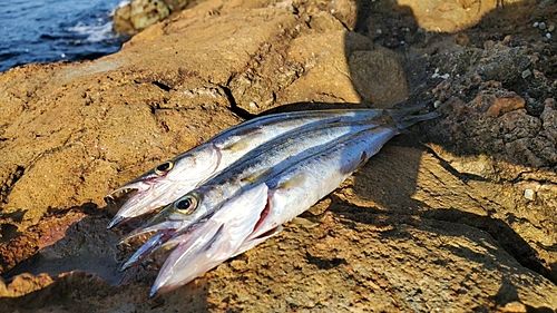 カマスの釣果