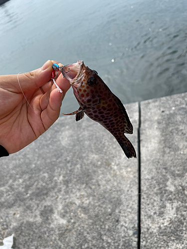 オオモンハタの釣果