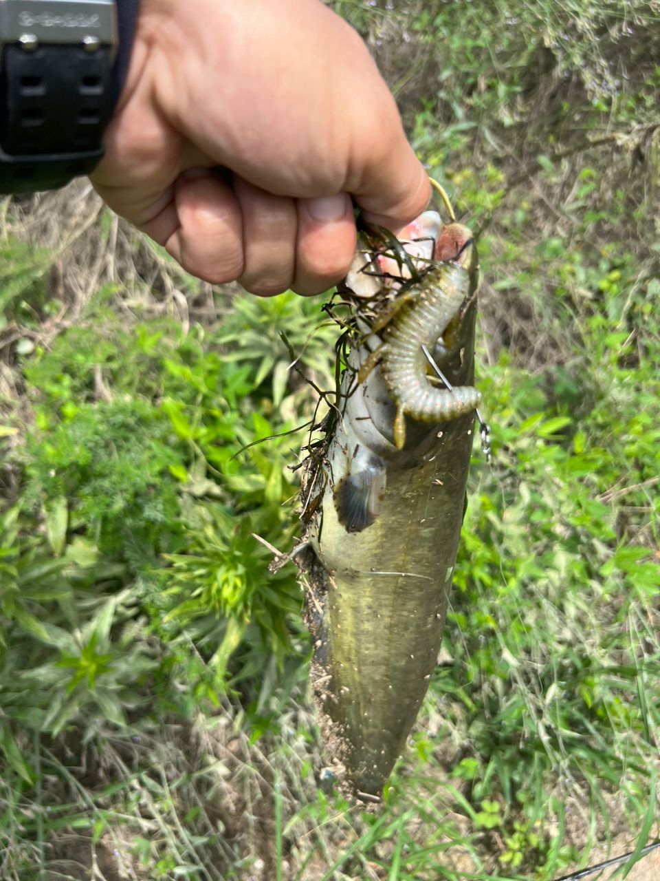 ナマズ