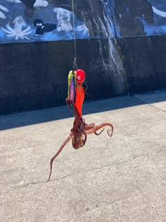 タコの釣果