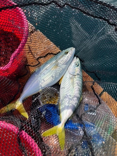 ツバスの釣果