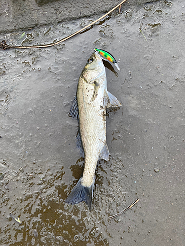 フッコ（マルスズキ）の釣果