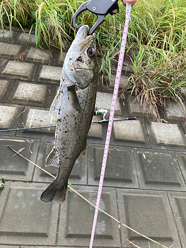 フッコ（マルスズキ）の釣果