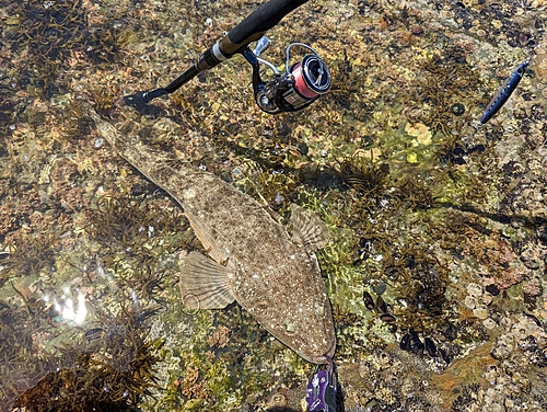 マゴチの釣果