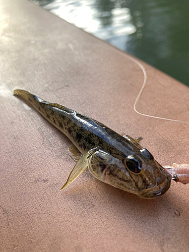 マハゼの釣果