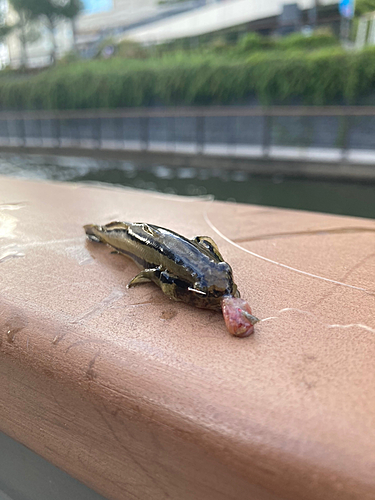 シマハゼの釣果