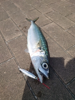 マサバの釣果