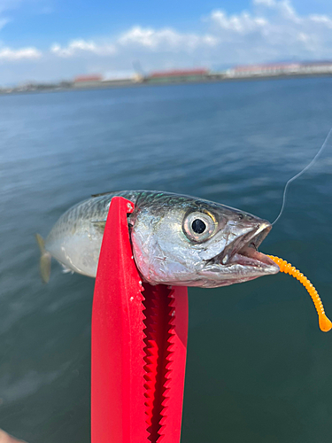 サバの釣果