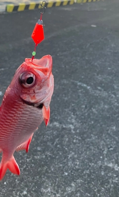 アカマツカサの釣果