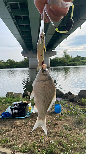 ヘラブナの釣果