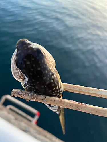 フグの釣果