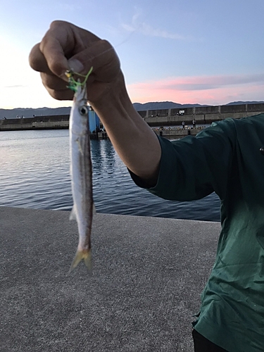 カマスの釣果