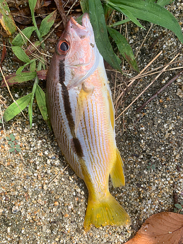 ヨコスジフエダイの釣果