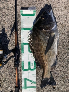 クロダイの釣果