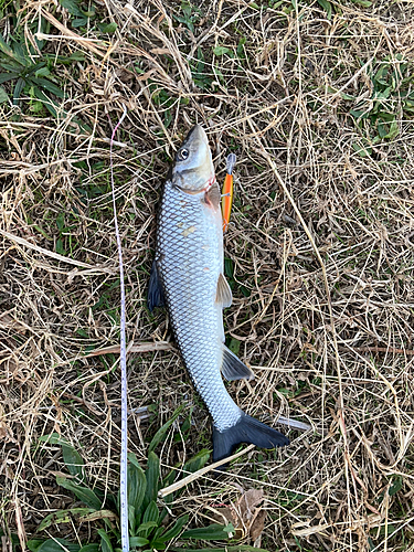 ニゴイの釣果