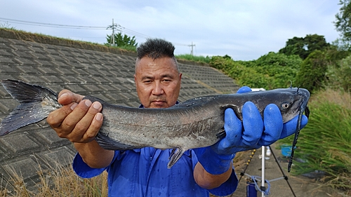 アメリカナマズの釣果