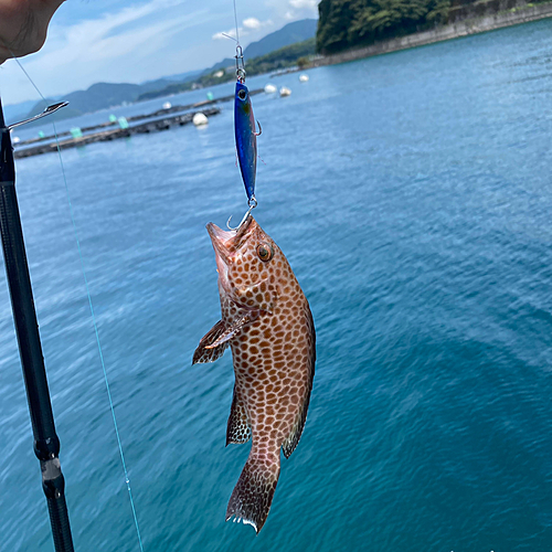 オオモンハタの釣果