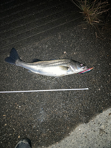 フッコ（マルスズキ）の釣果