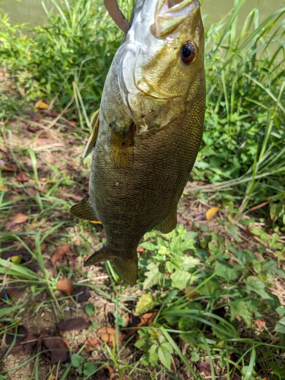 スモールマウスバス