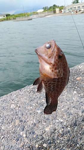 オオモンハタの釣果