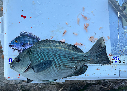 メジナの釣果