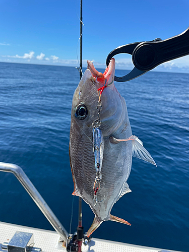 ムルーの釣果